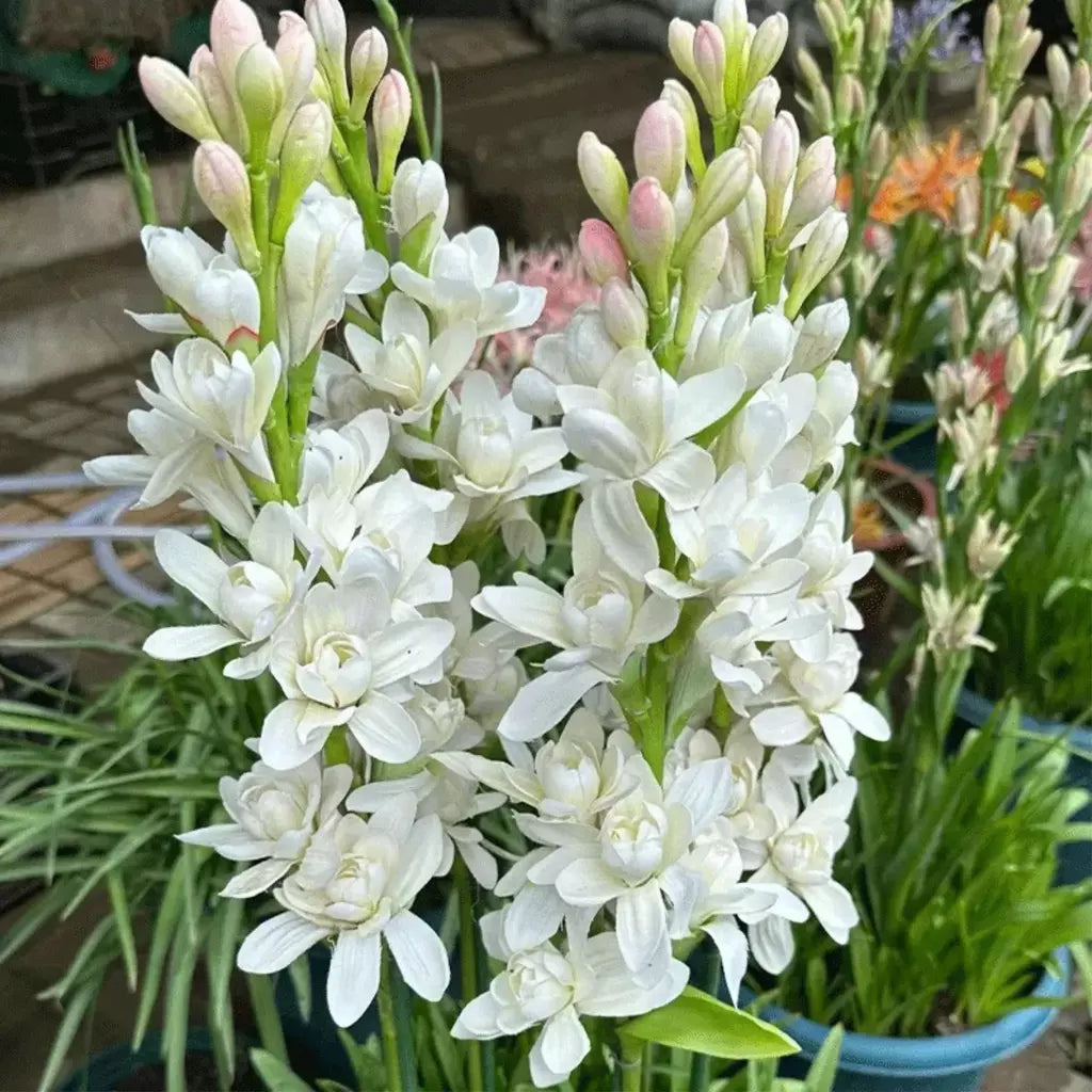 Tuberose (Rajnigandha) - Fill Your Garden with Mesmerizing Aroma