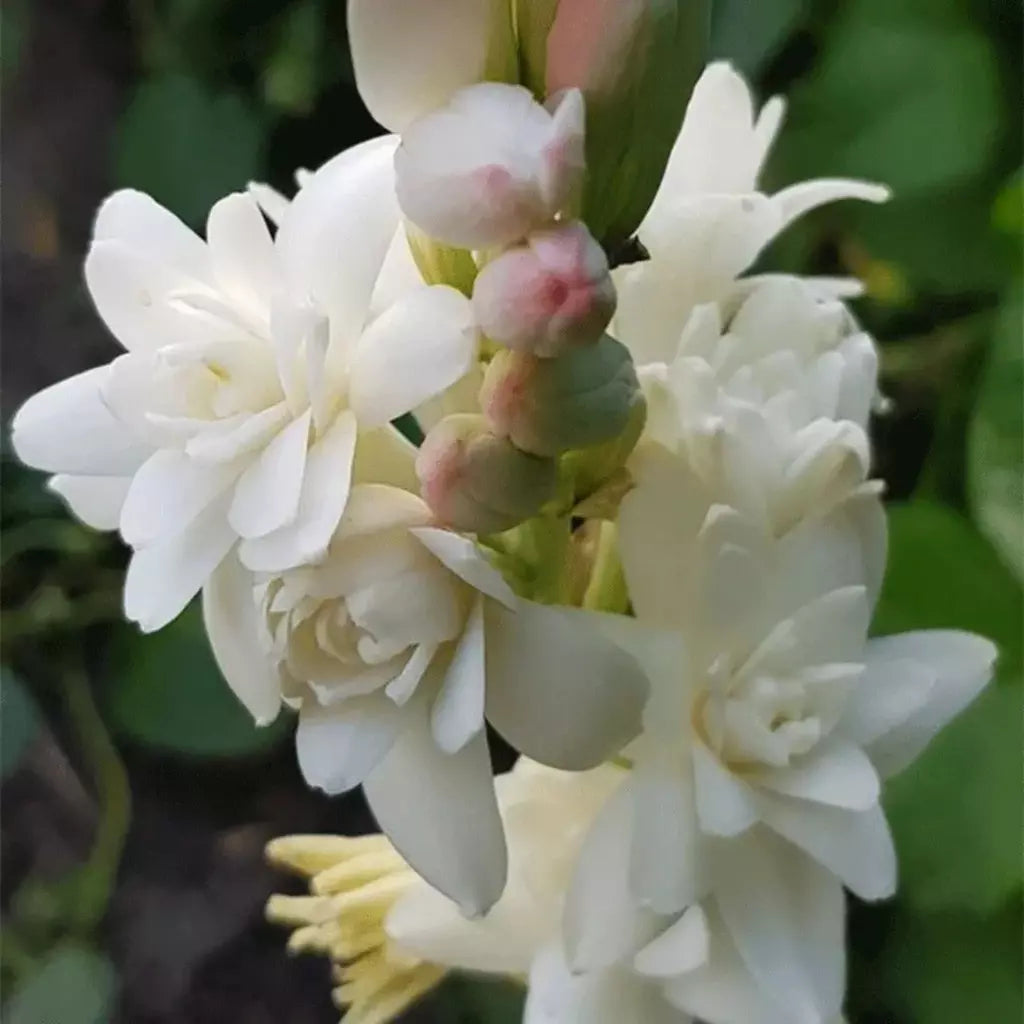 Tuberose (Rajnigandha) - Fill Your Garden with Mesmerizing Aroma