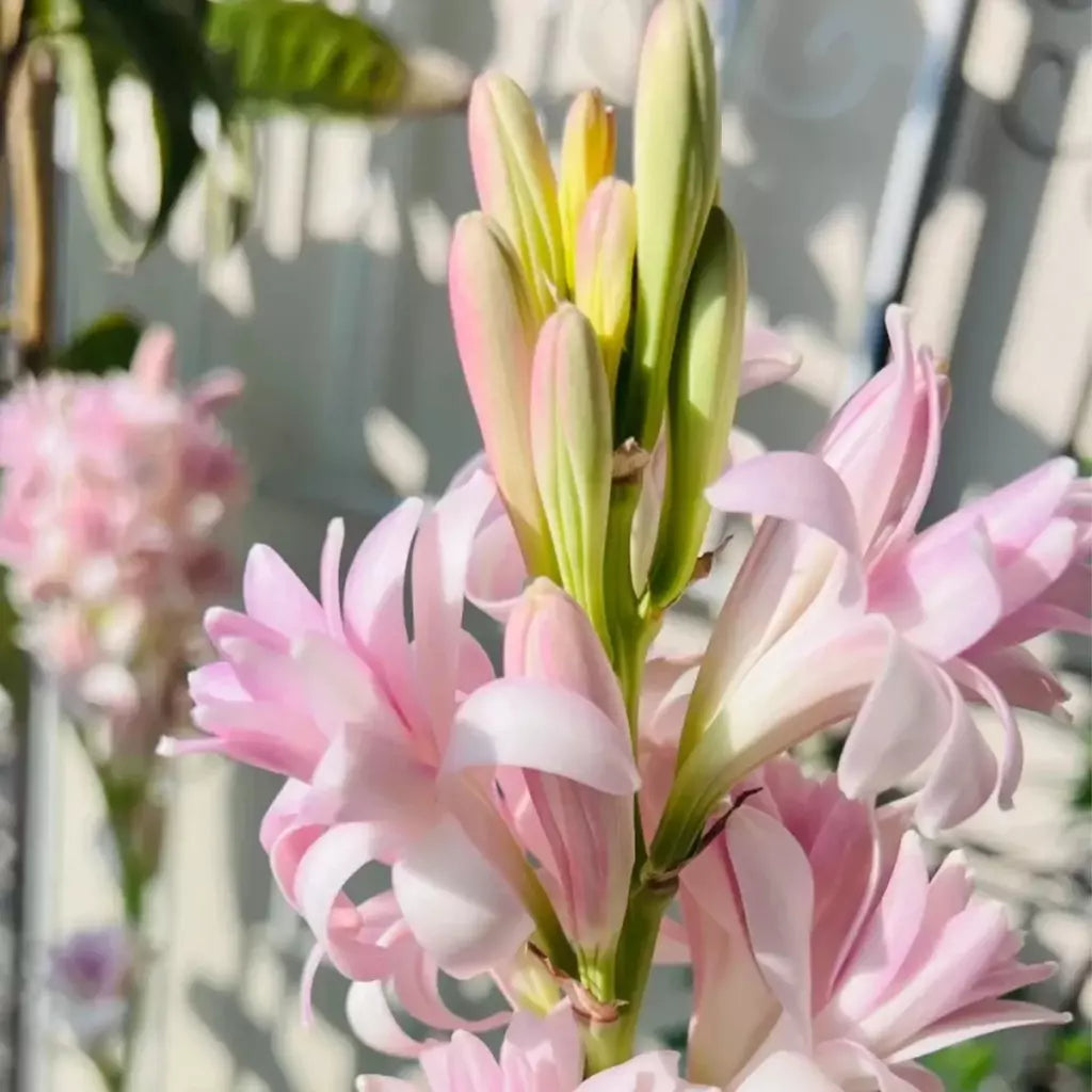 Tuberose (Rajnigandha) - Fill Your Garden with Mesmerizing Aroma