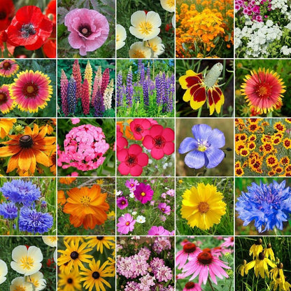 ✨Midwest Wildflower Seed Mix (30+ Varieties) —— Low maintenance👨‍🌾