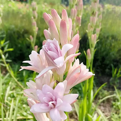 Tuberose (Rajnigandha) - Fill Your Garden with Mesmerizing Aroma