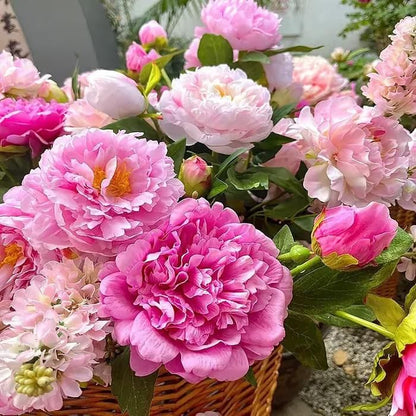 The Queen of Flowers- Double Petaled Peony