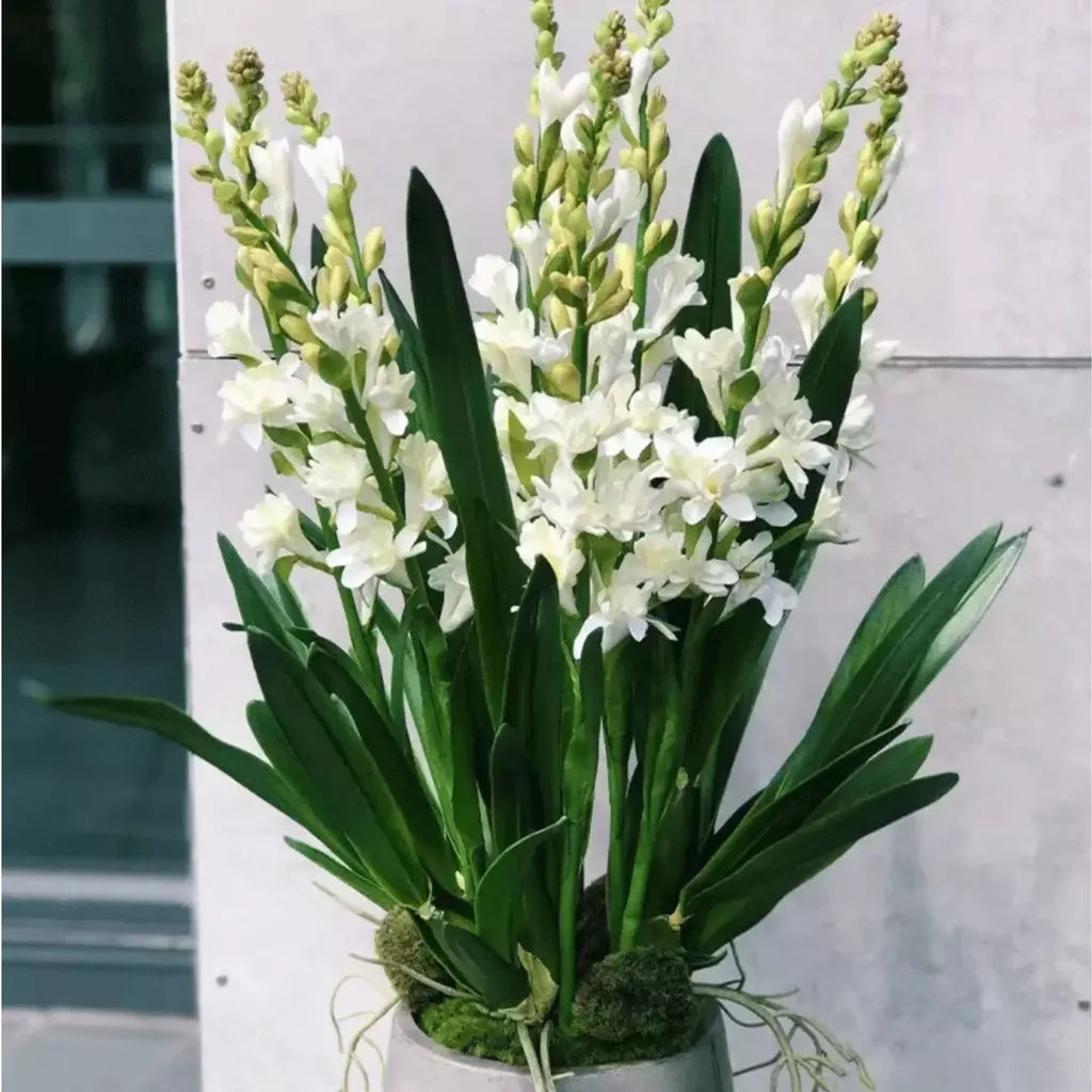 Tuberose (Rajnigandha) - Fill Your Garden with Mesmerizing Aroma