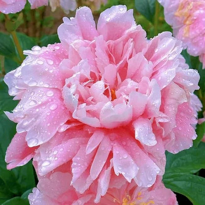 The Queen of Flowers- Double Petaled Peony