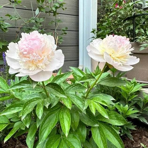 The Queen of Flowers- Double Petaled Peony