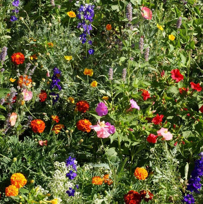 ✨Midwest Wildflower Seed Mix (30+ Varieties) —— Low maintenance👨‍🌾