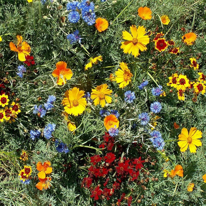 ✨Midwest Wildflower Seed Mix (30+ Varieties) —— Low maintenance👨‍🌾