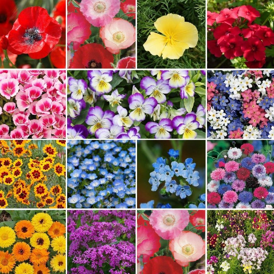 ✨Midwest Wildflower Seed Mix (30+ Varieties) —— Low maintenance👨‍🌾