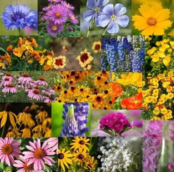 ✨Midwest Wildflower Seed Mix (30+ Varieties) —— Low maintenance👨‍🌾